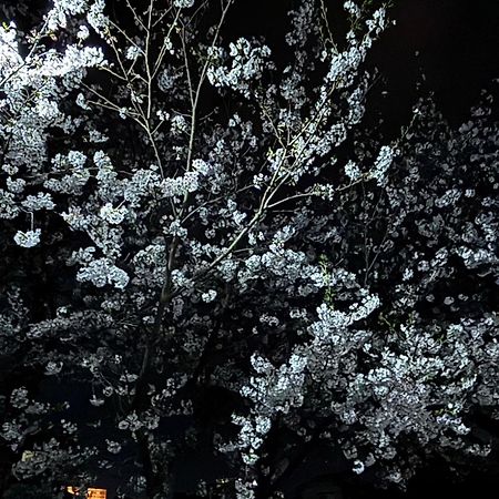 Guesthouse Sakichi Beppu Exteriér fotografie